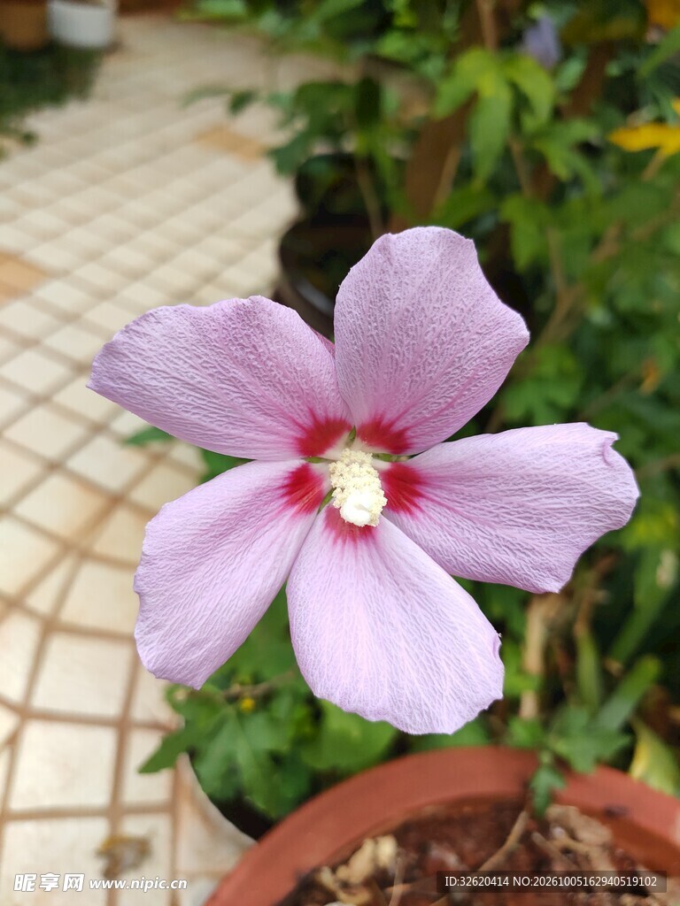 盆栽淡紫色五瓣小花