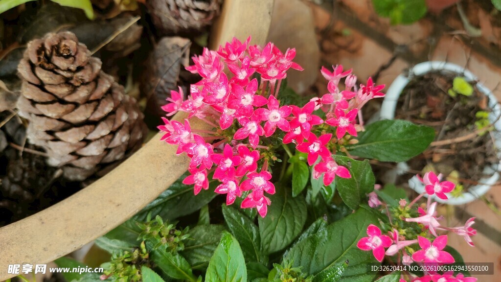 粉色小花松果花