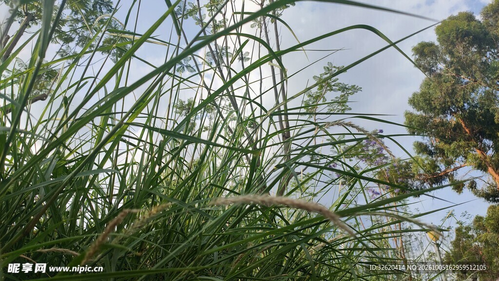 朦胧草丛户外风光