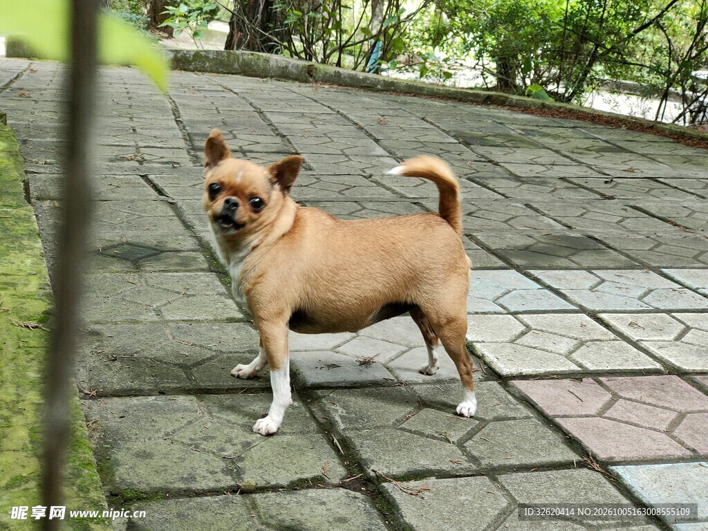 小狗