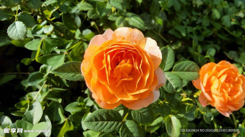 橙色月季花丛