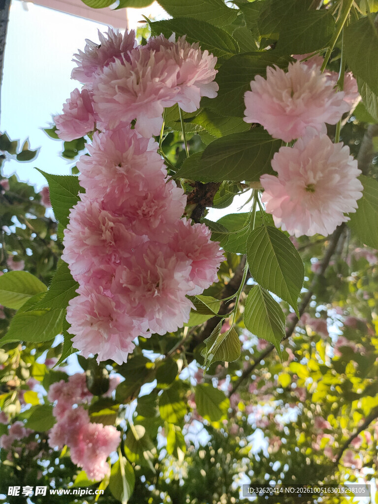 阳光下的粉色花簇