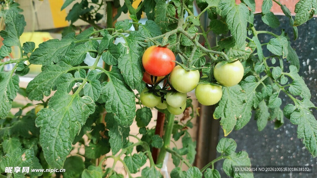 挂果番茄植株