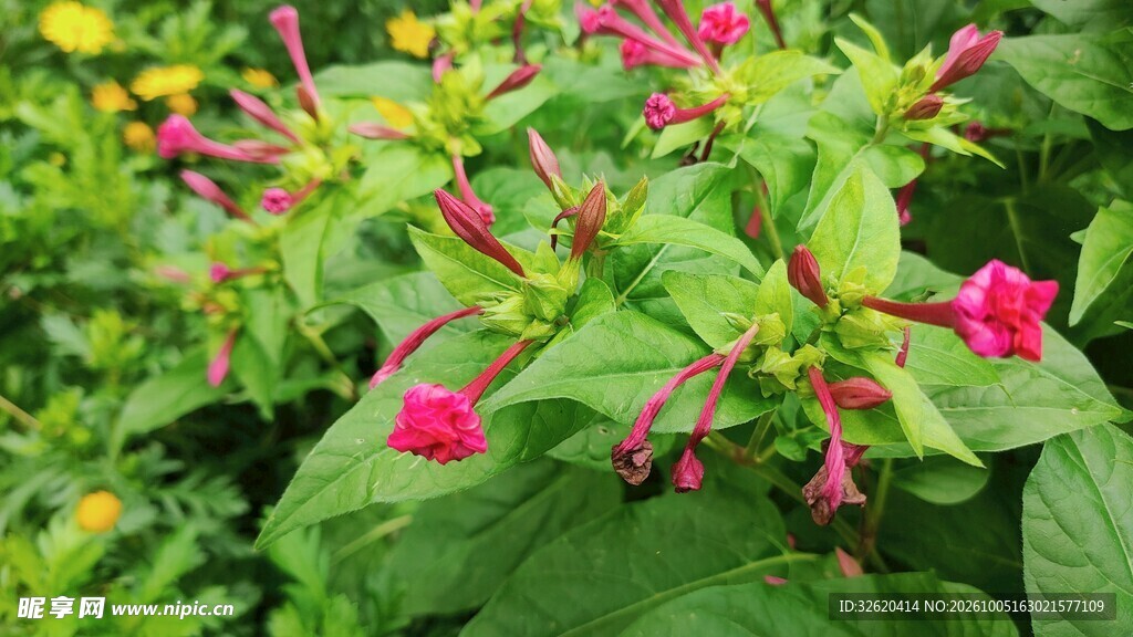 紫茉莉花枝清新