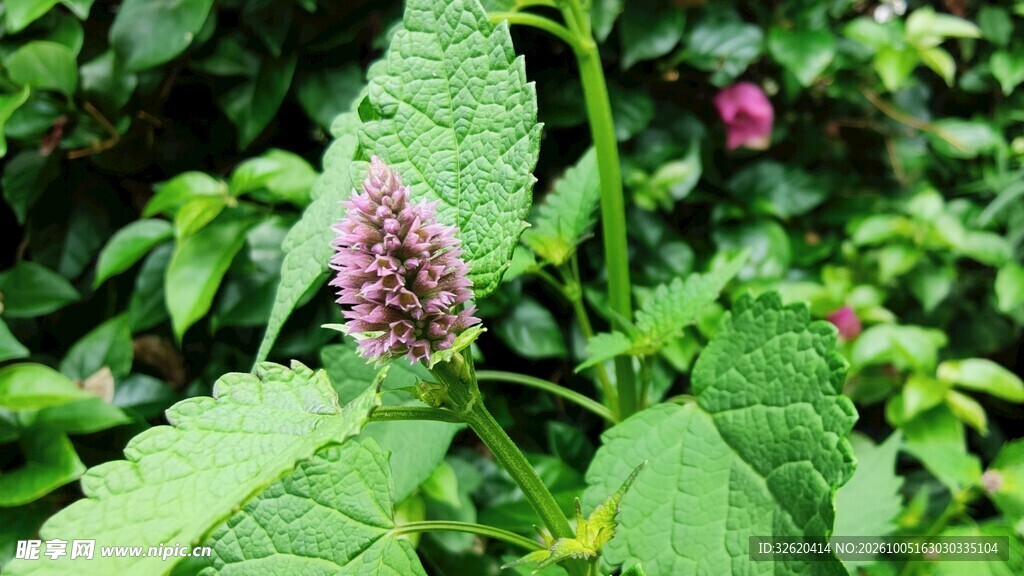 野生草本植物花穗