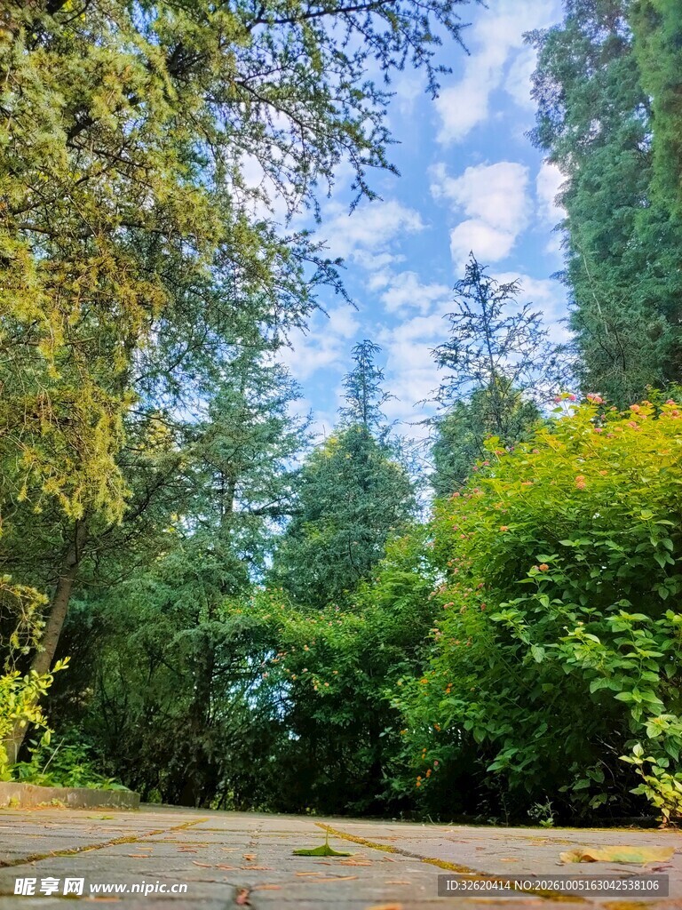 郊野林间道路风景