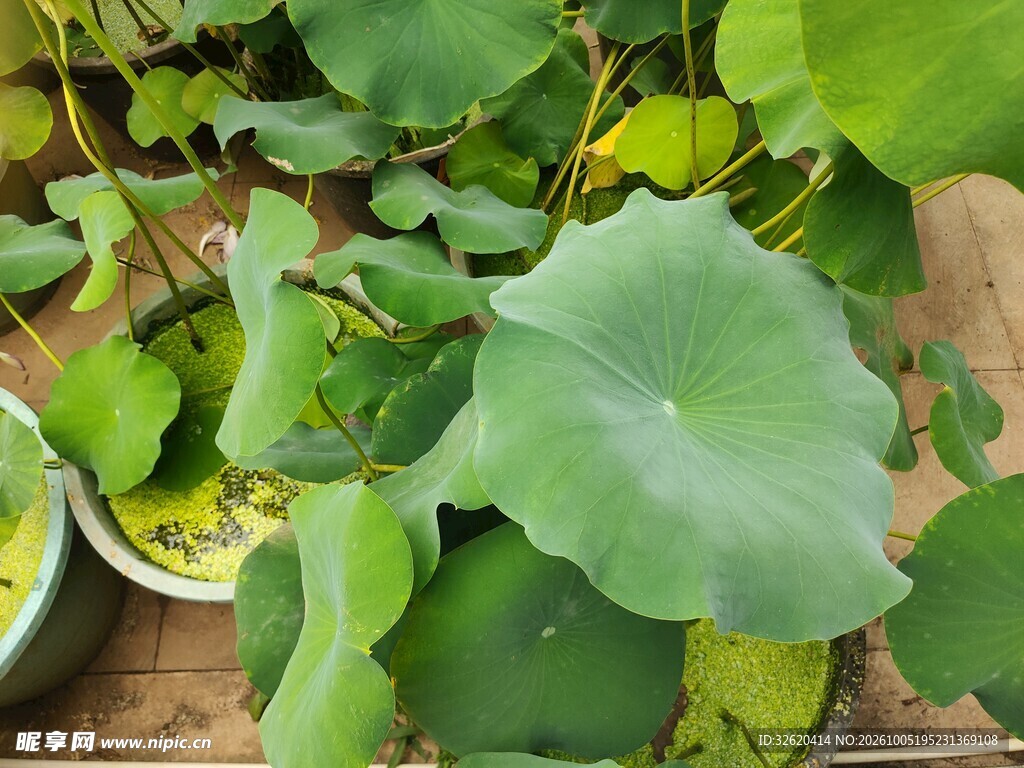 盆栽荷叶清新绿植