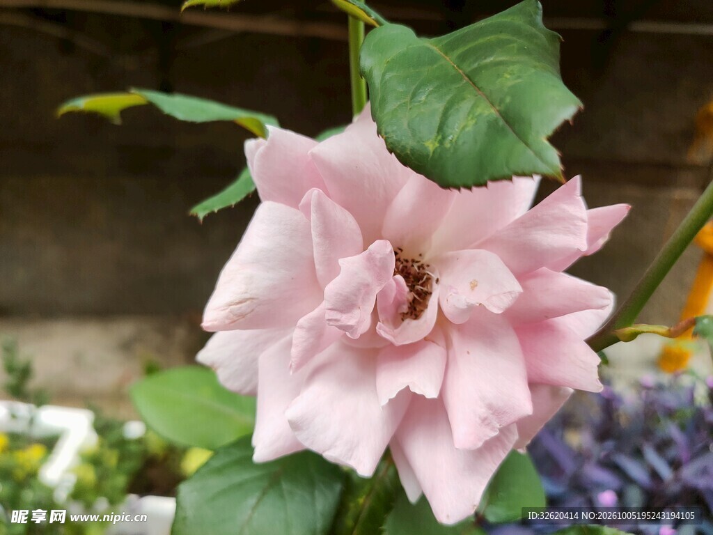 淡粉色花卉特写