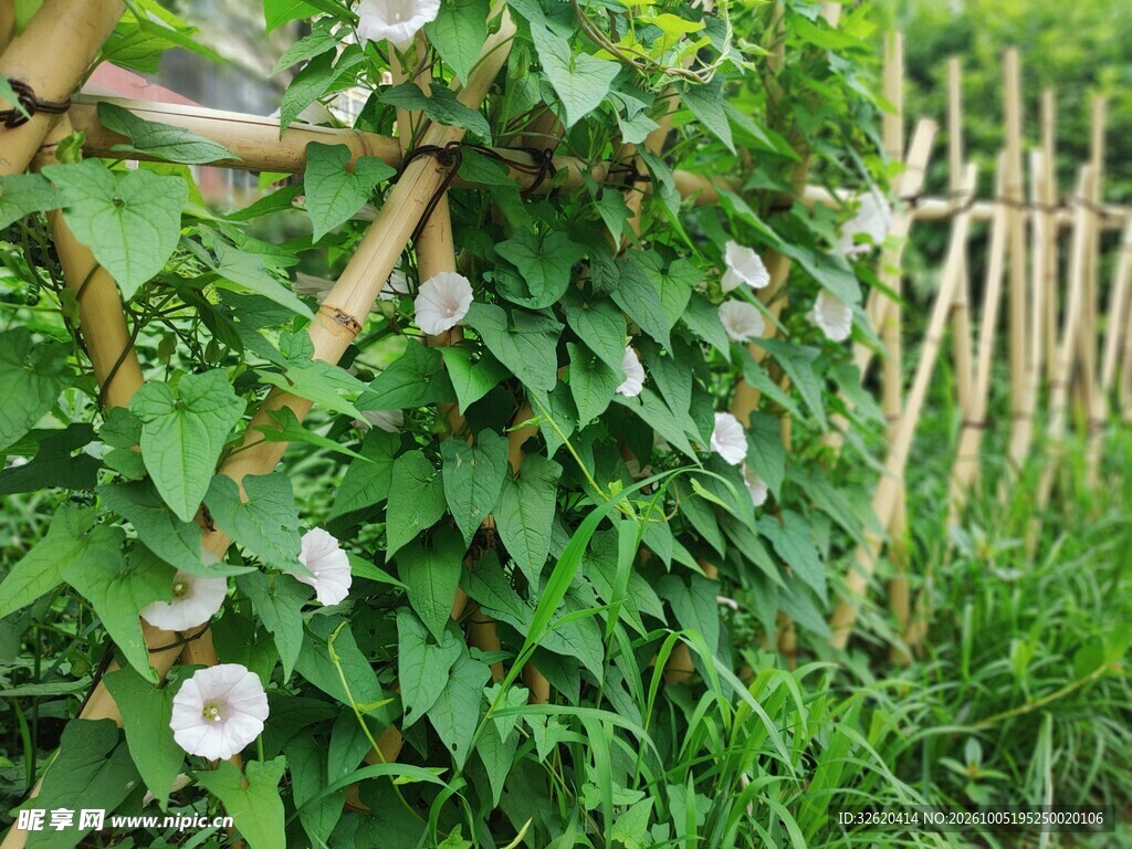 篱边野生牵牛花