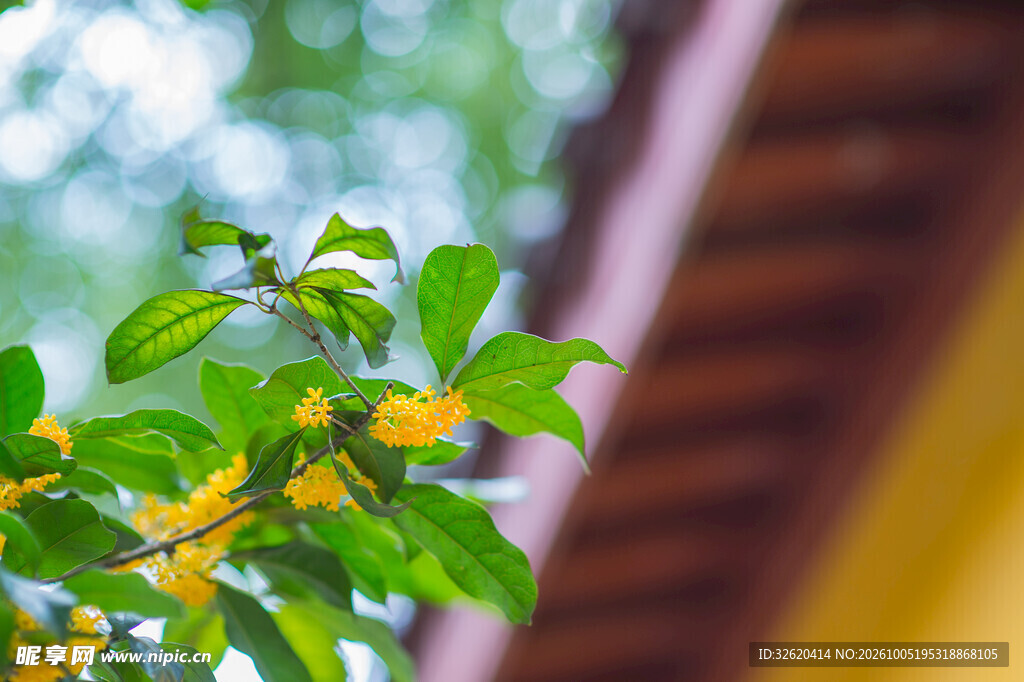 窗边朦胧桂花小景