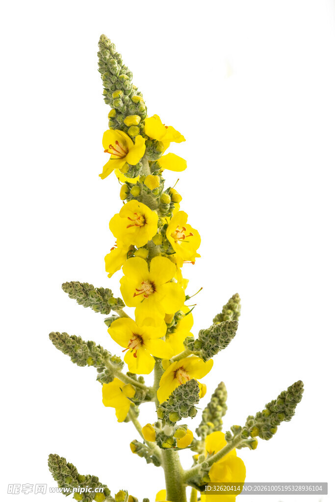 毛蕊花黄色花枝特写