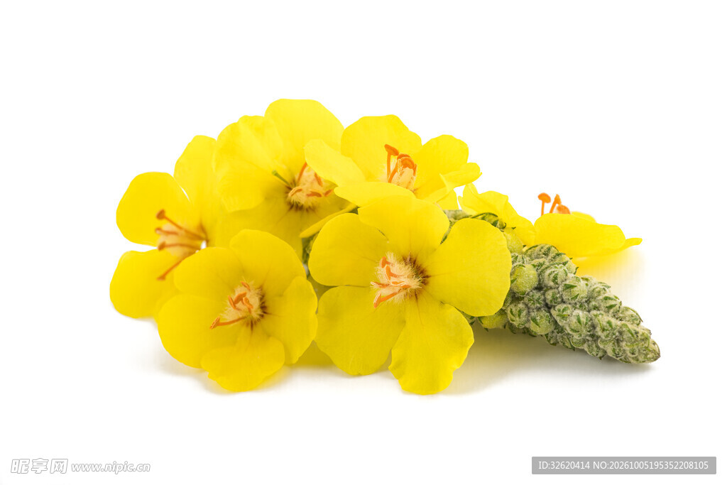 白色背景下的黄色鲜花