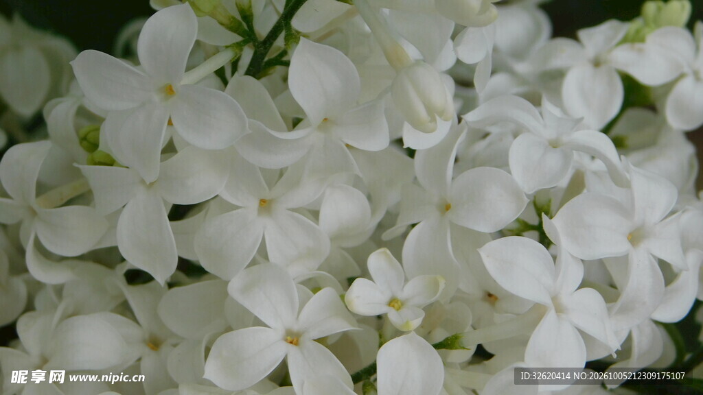 丁香花