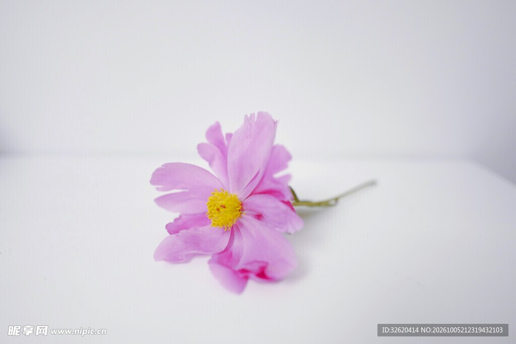 粉色单枝小花