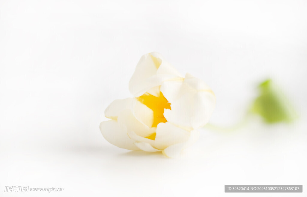 素雅小白花特写