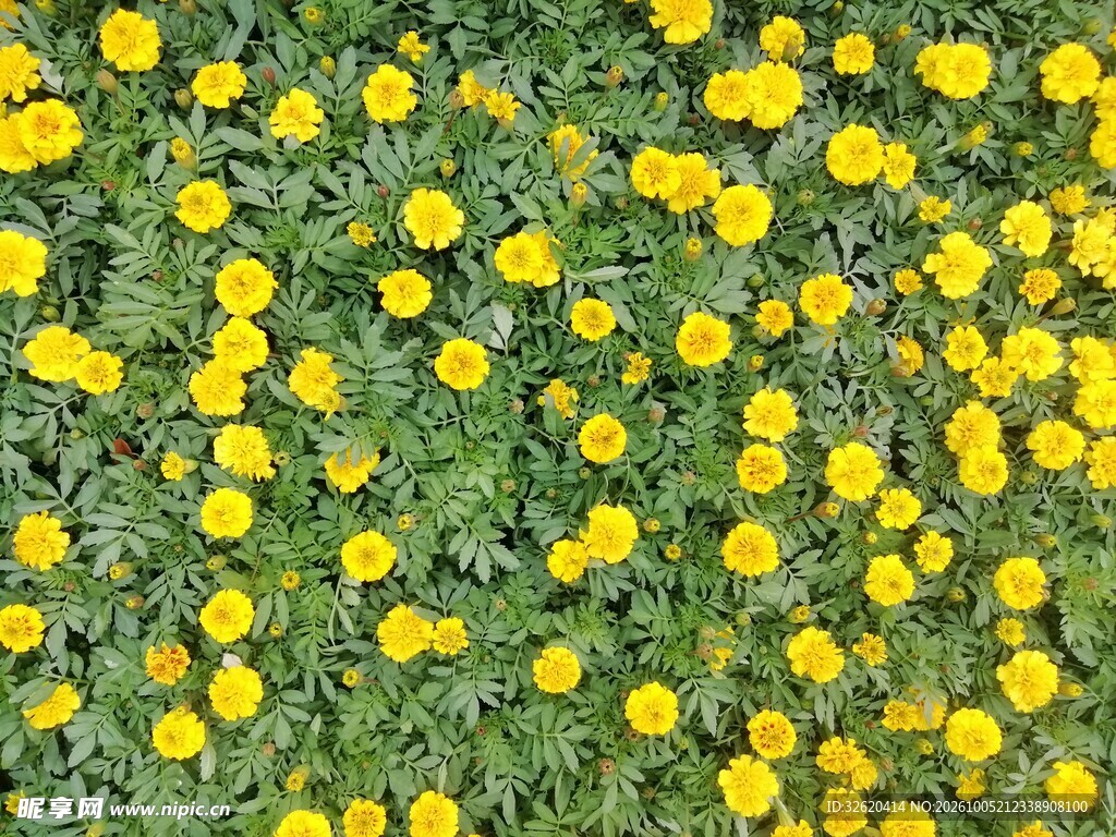 草丛中遍布黄色小花