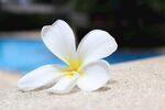 鸡蛋花