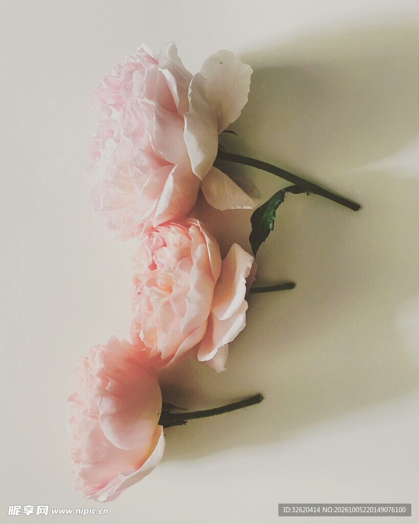 粉色花朵
