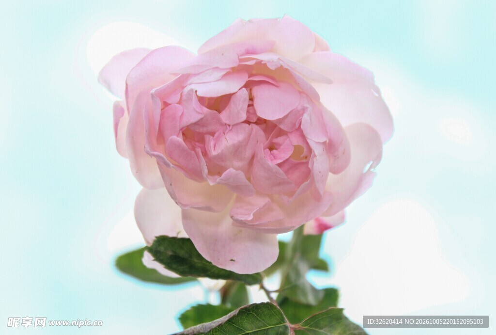 淡粉玫瑰