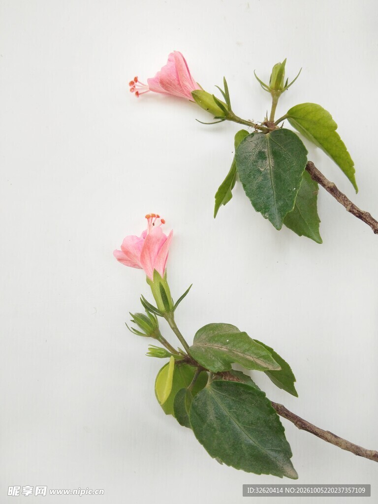 淡粉花枝