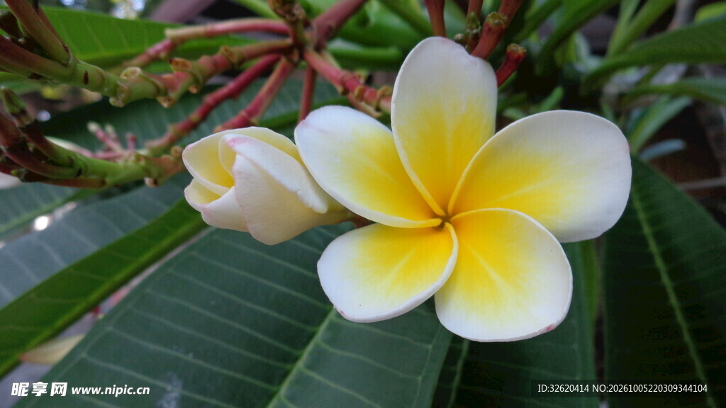 黄白鸡蛋花