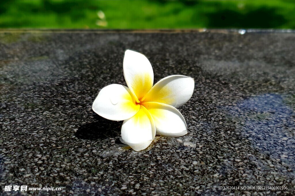 鸡蛋花