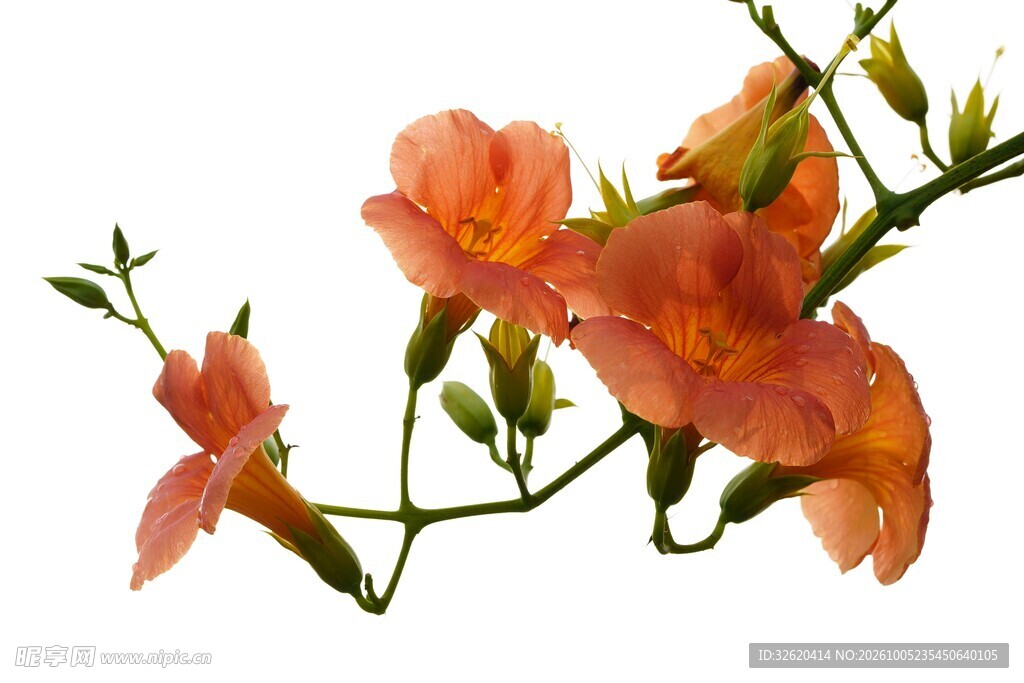 橙红花卉花枝