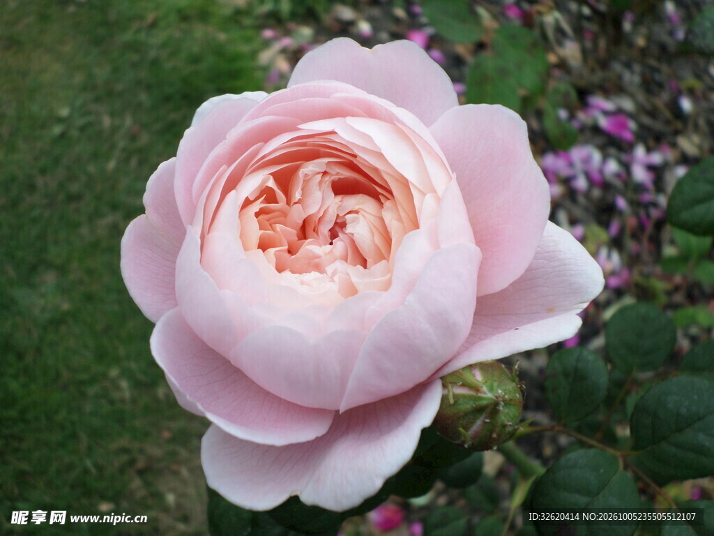 粉色重瓣玫瑰花