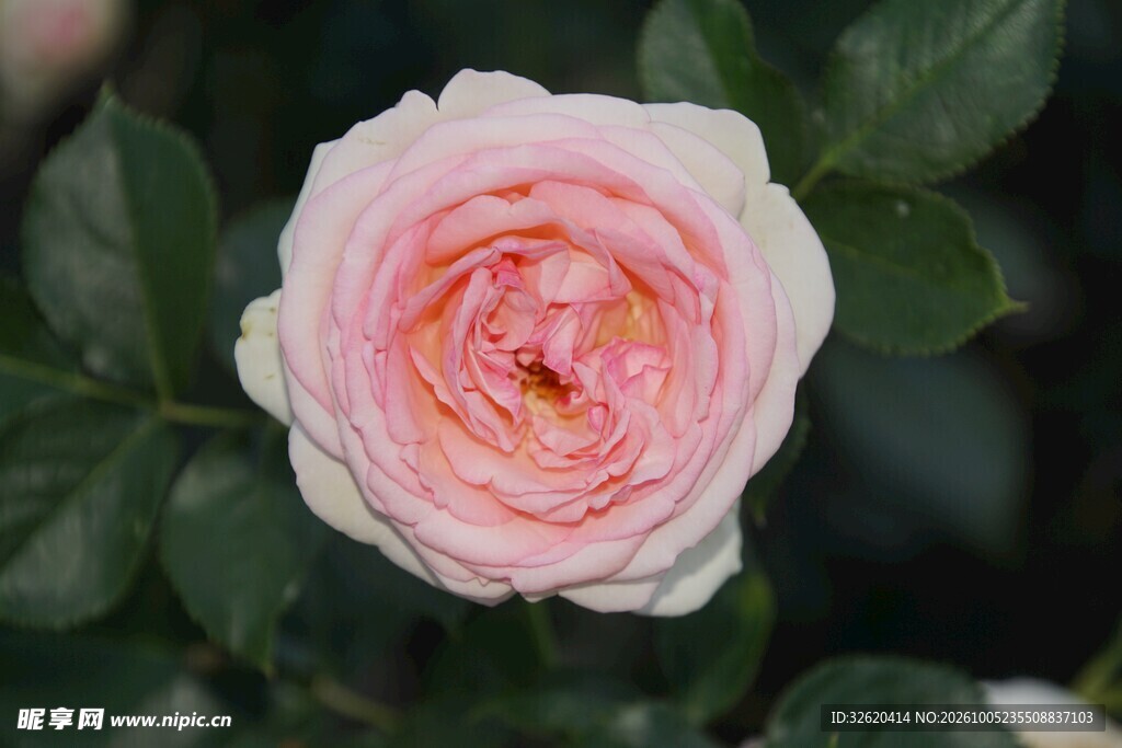 粉色月季花