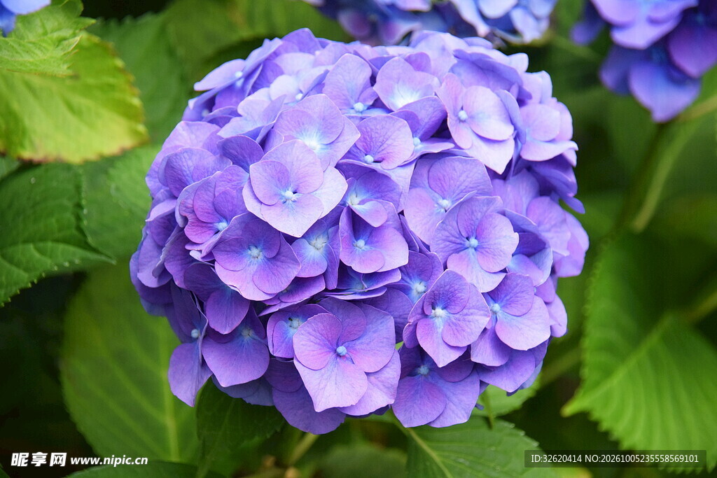 紫色绣球花