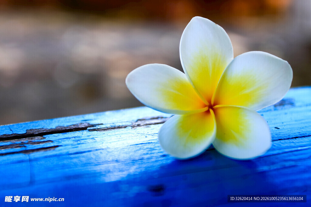 鸡蛋花