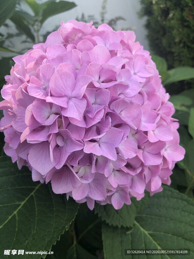 粉色绣球花特写