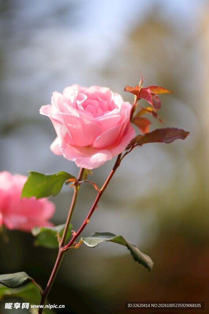 柔焦粉色月季花