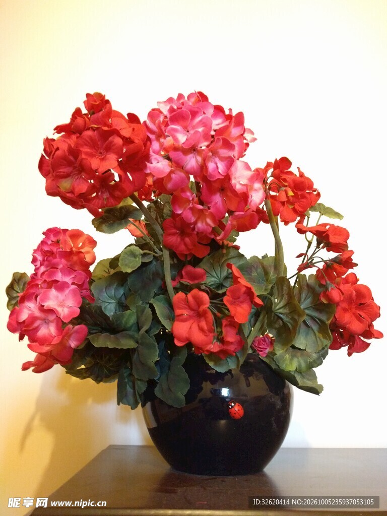 红花盆栽