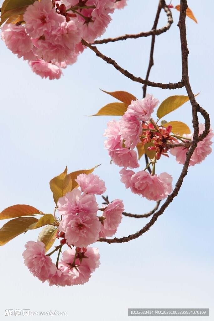 春日粉樱花枝仰拍