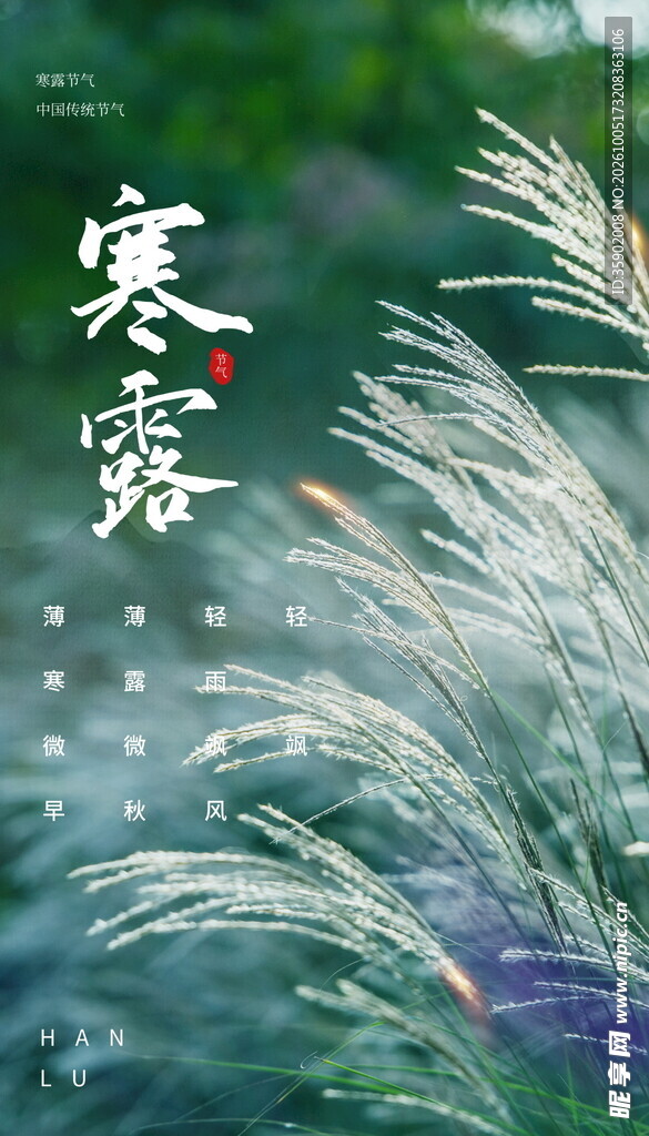寒露节气芦苇意境海报