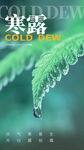 寒露节气创意海报