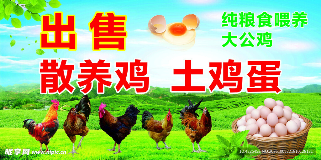 散养鸡土鸡蛋出售海报