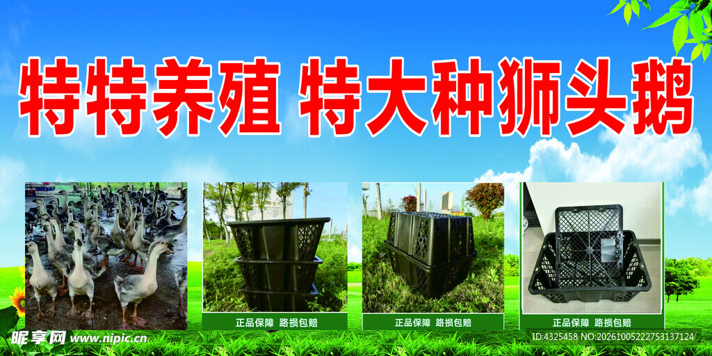 特大种狮头鹅养殖宣传