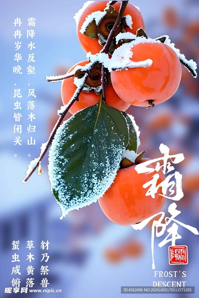 霜降红柿节气海报
