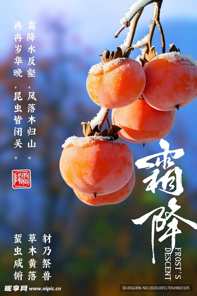 霜降柿子节气海报