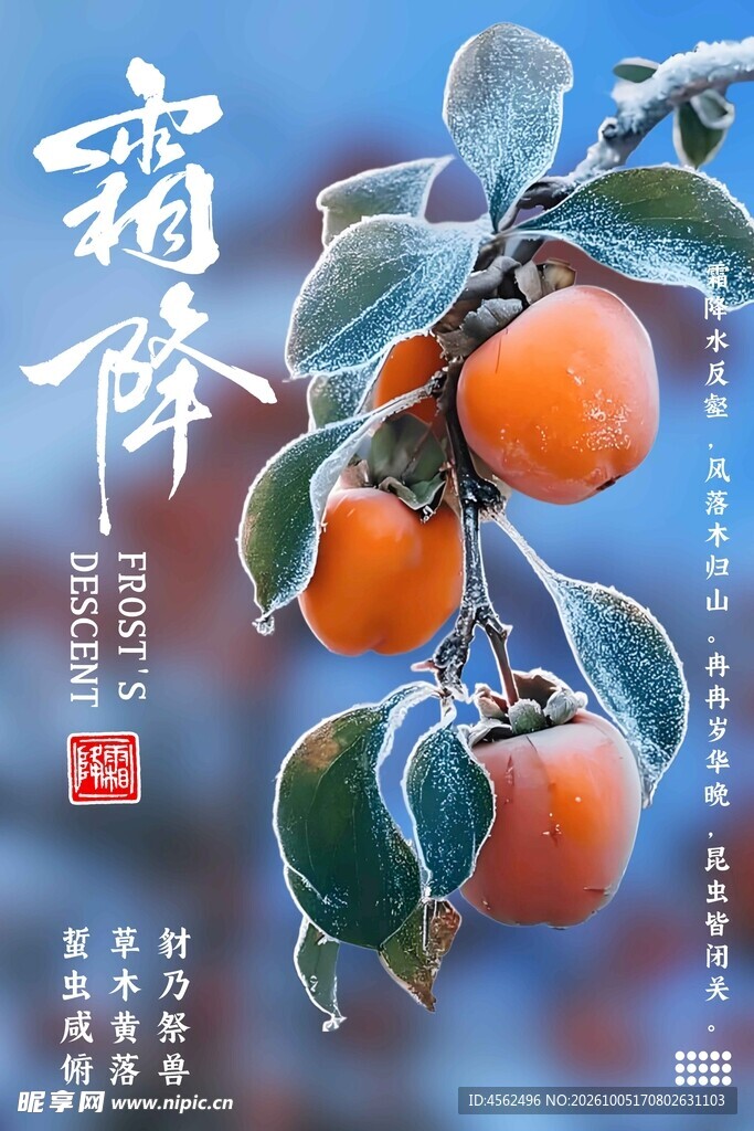 霜降柿子节气海报