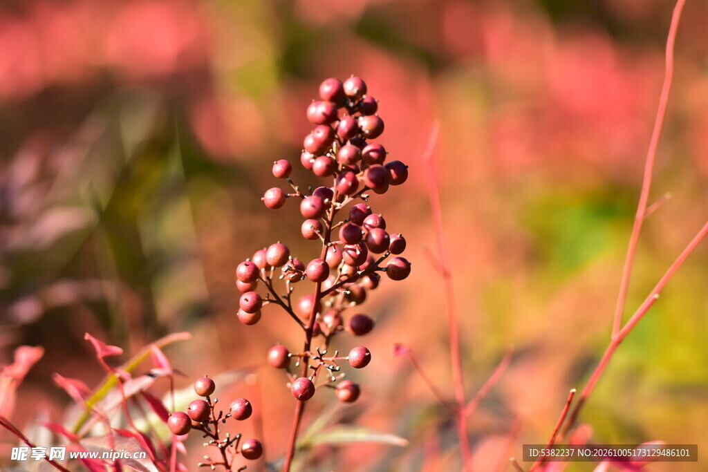 秋日野果特写