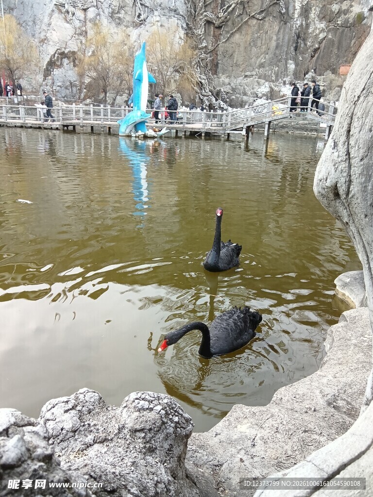 公园池塘里的黑天鹅