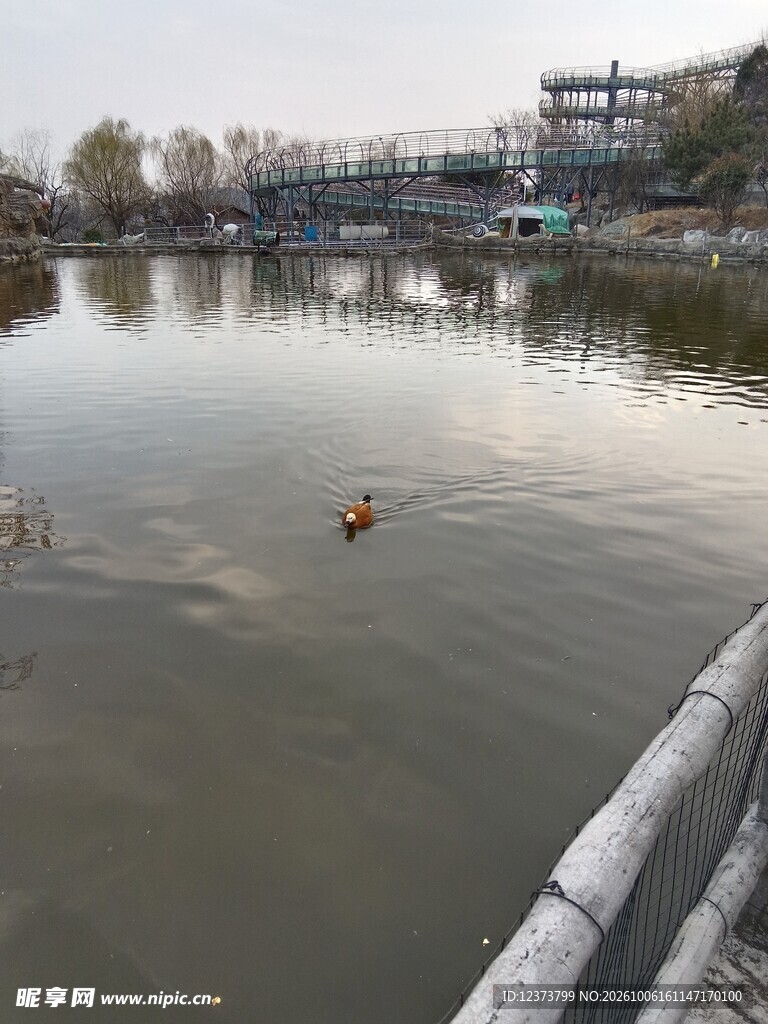 河畔水域游泳场景