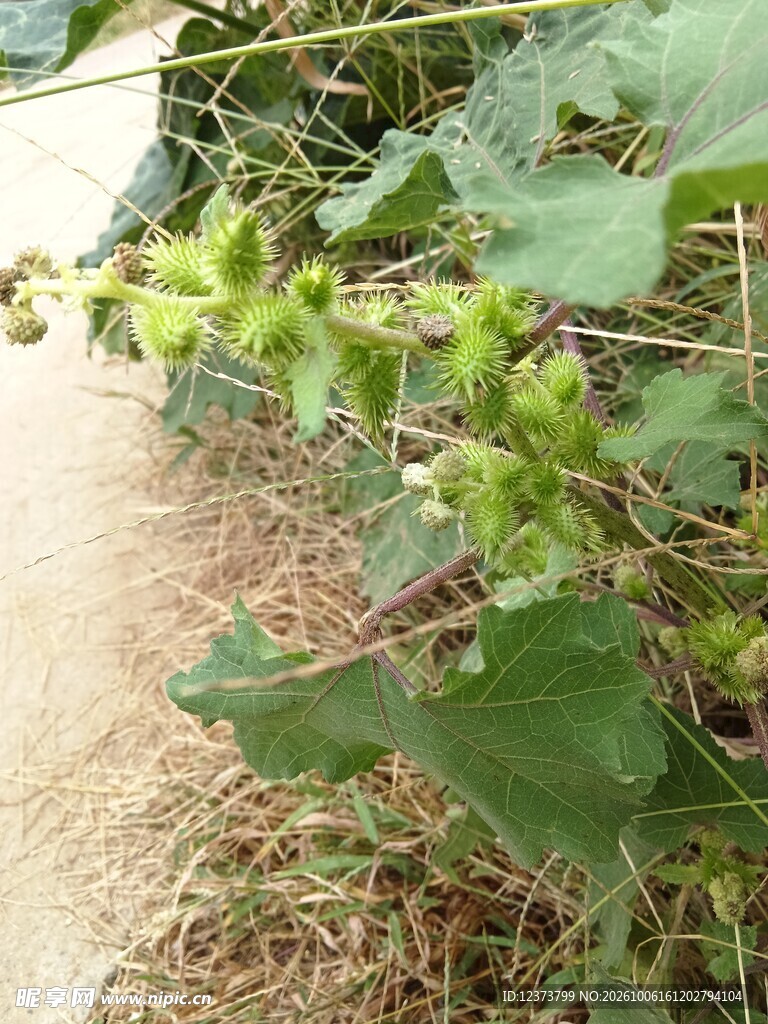 苍耳子