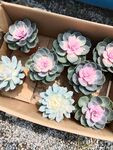 盒装多肉植物组合