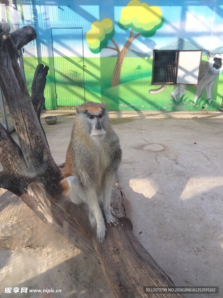 动物园里的小猴子