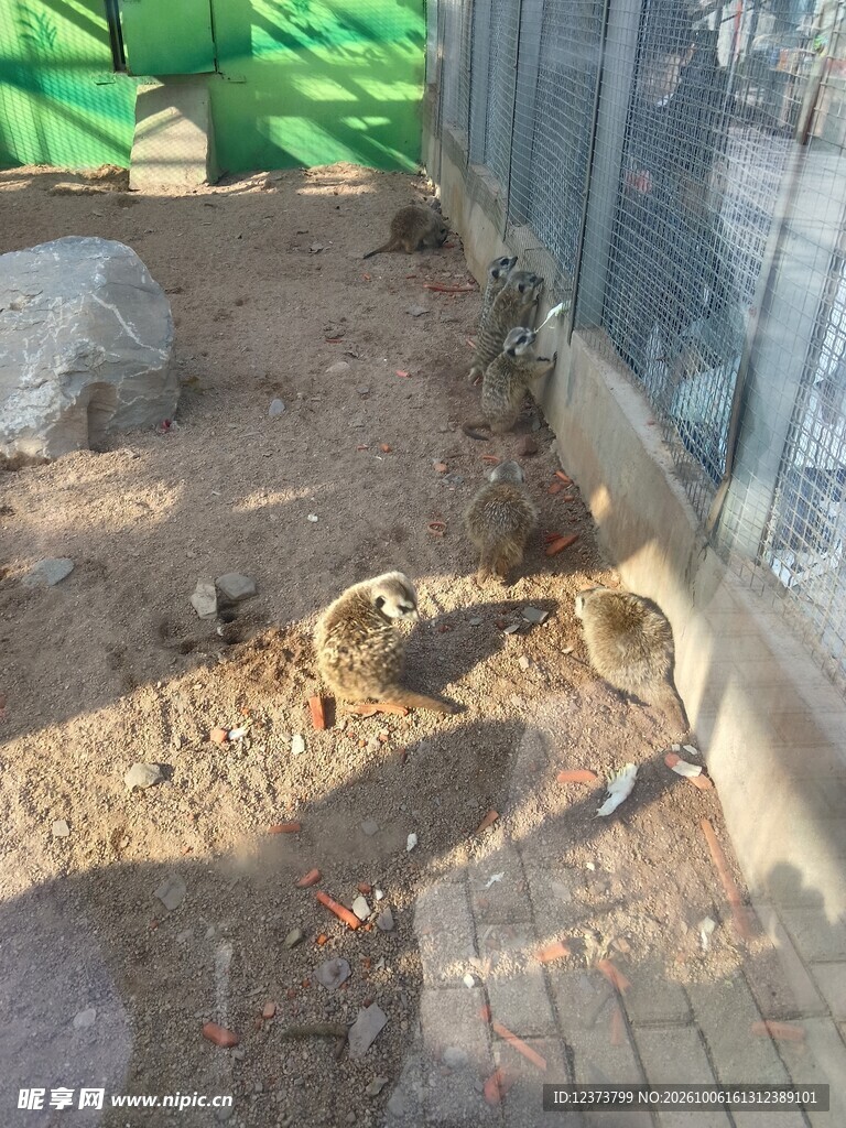 笼内休憩的猴