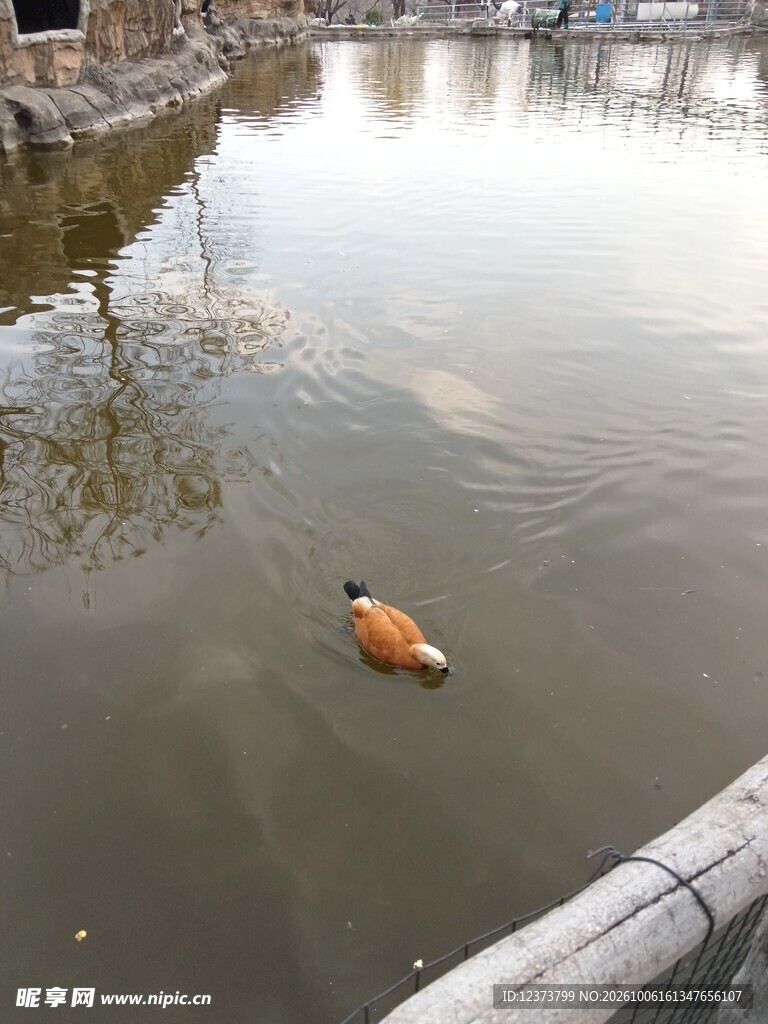 河面游动的小水鸭